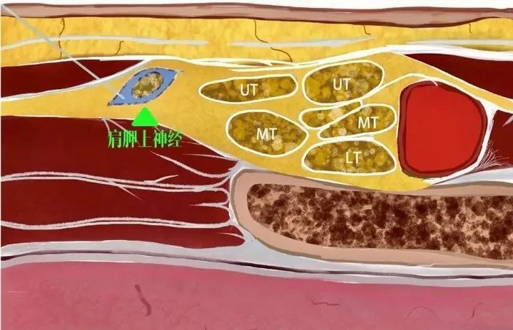 anatomical structure diagram anatomical structure diagram